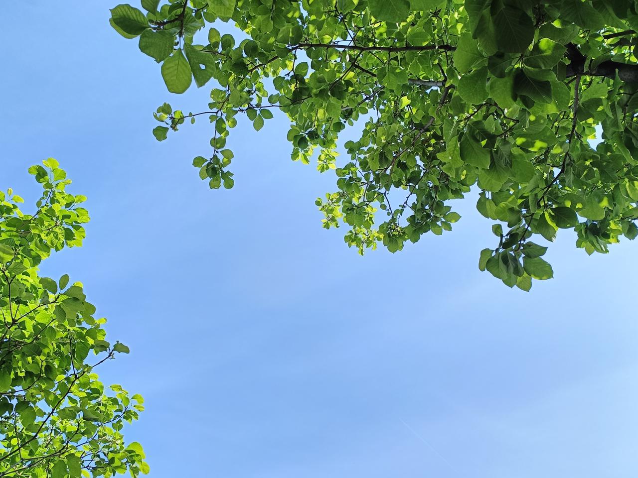 风过无声，暗香漫涌，步履之间，夏已悄然而至。
世事总有无尽遗憾与来不及，唯愿心怀