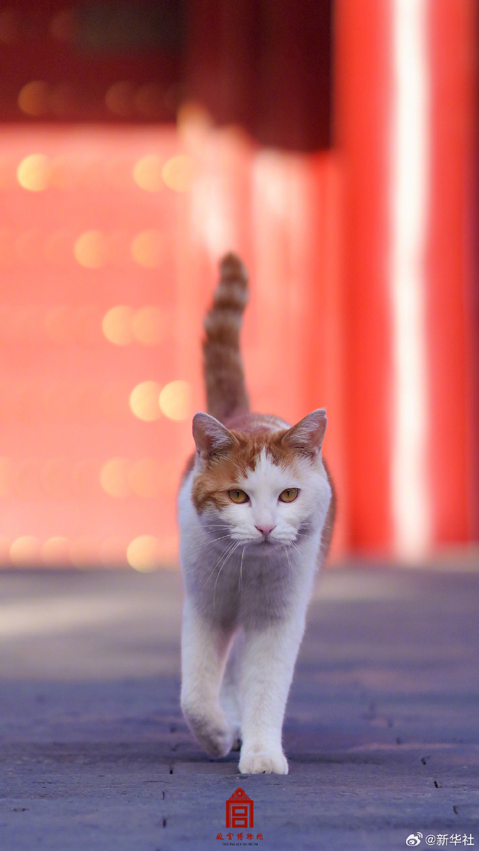 【#被故宫里的萌喵可爱到了#】故宫萌猫壁纸又上新了！每只都自带灵气，速来认领你最