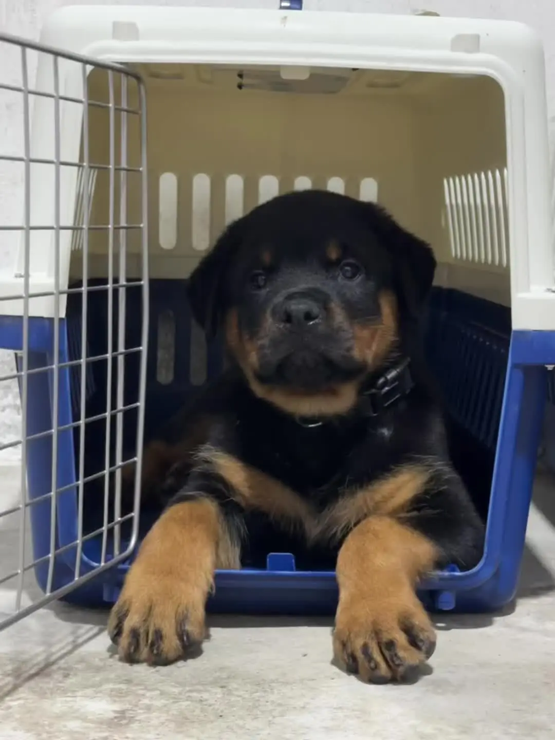 小母犬-美好。还不到60天