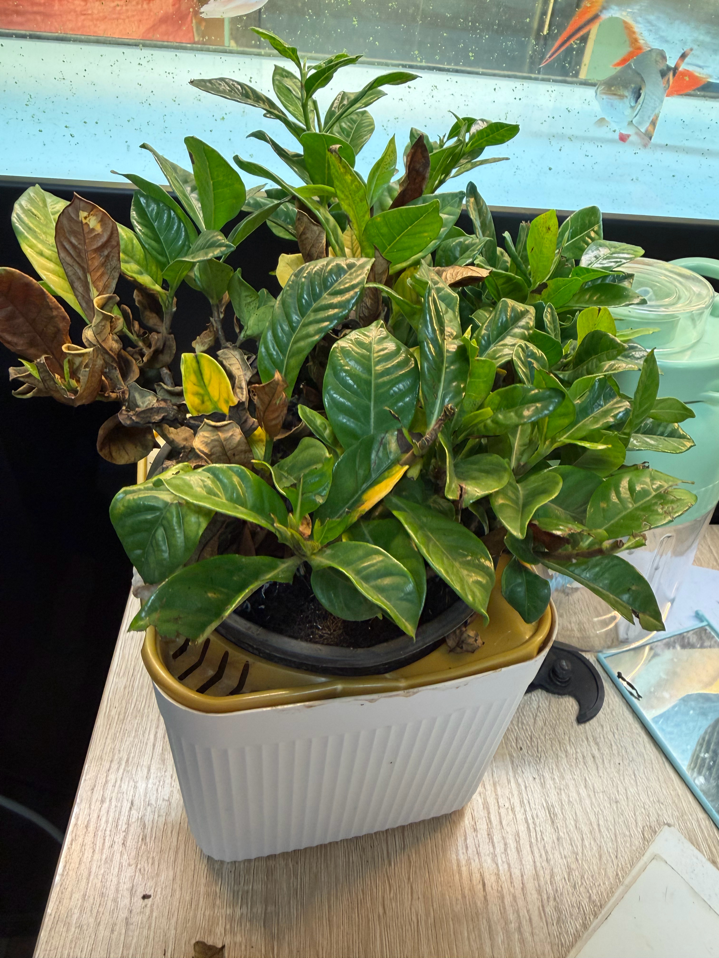 买了一盆栀子花，这才没几天，叶子就枯的枯，黄的黄，这是什么毛病，是不能放在鱼缸旁