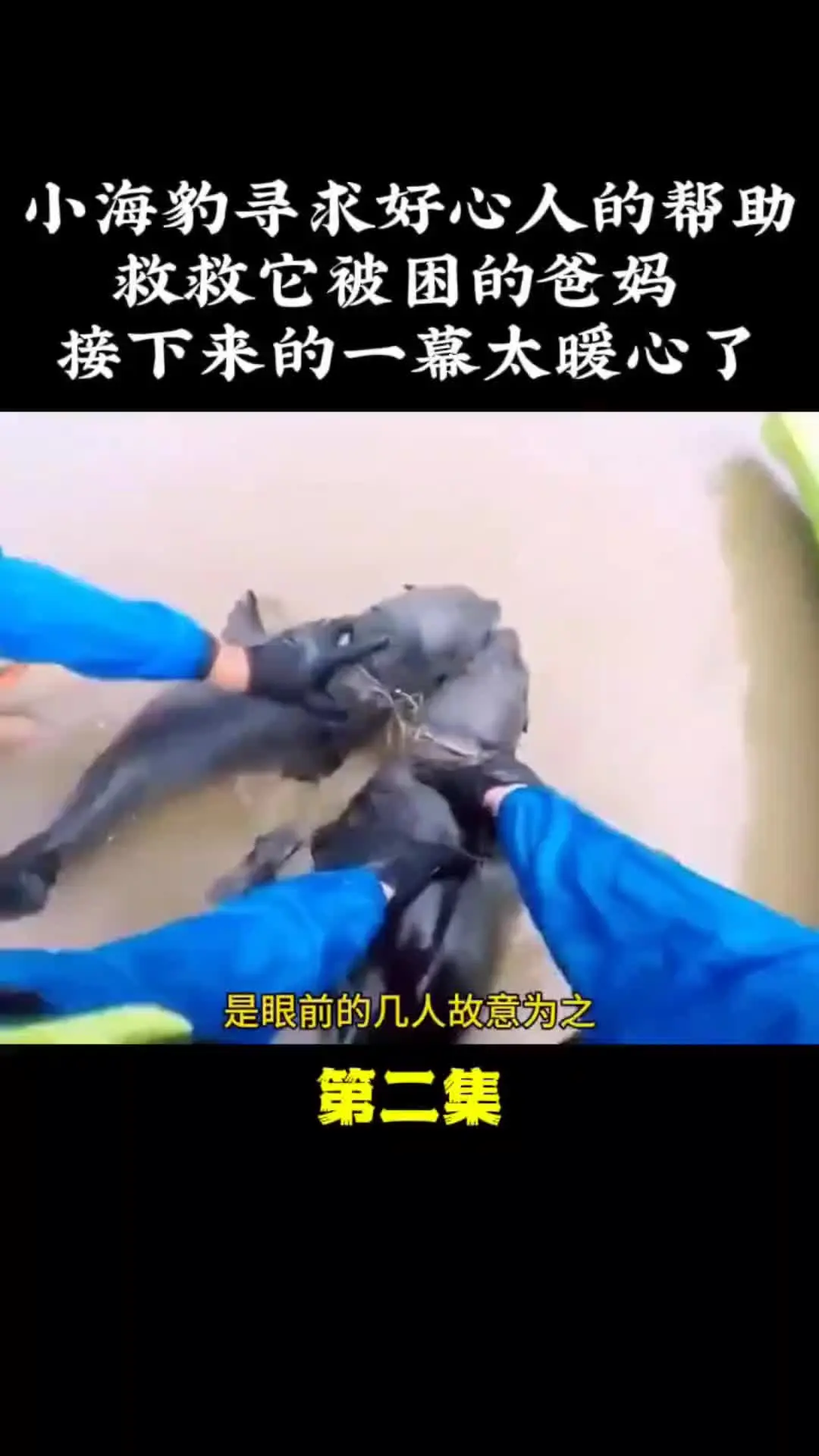 我的观影报告 内容启发搜索 动物的迷惑行为