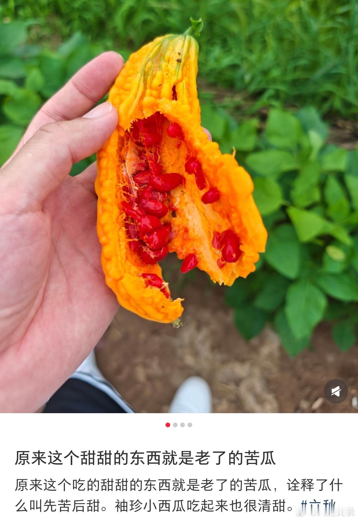 原来苦瓜熟了以后是甜的原来这个吃的甜甜的东西就是老了的苦瓜，诠释了什么叫先苦后甜