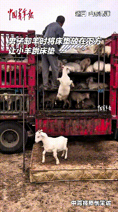 哎呀妈呀老铁们，你瞅瞅这大哥多有才！
卸小羊羔子不用费劲往下抱，底下铺上大软床垫