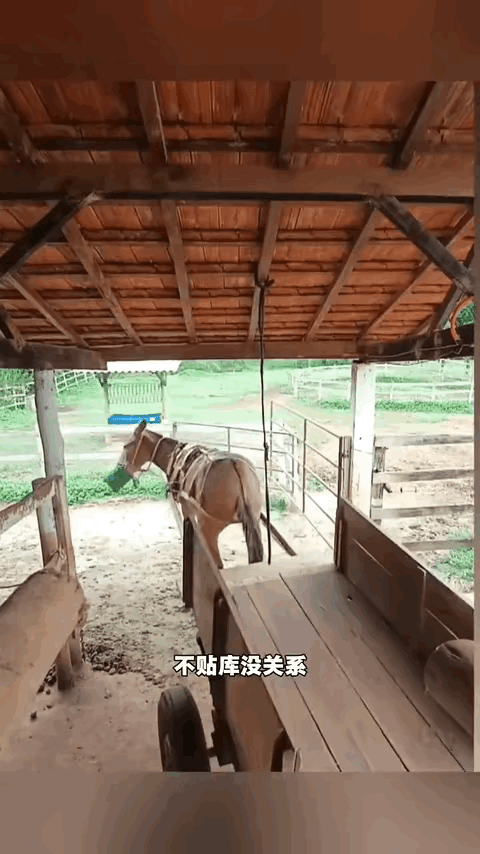 初学车的时候，还真不如这只驴[捂脸]