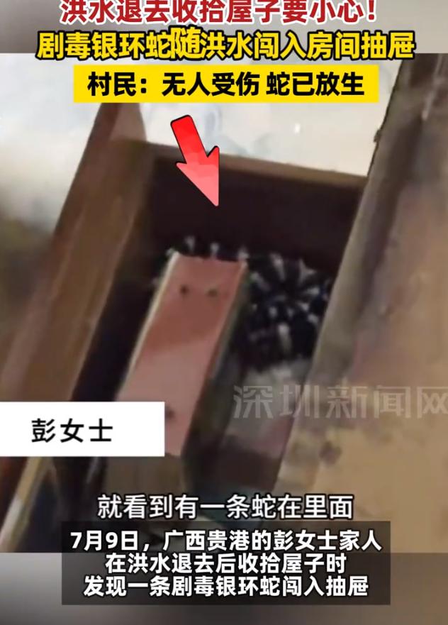 “该不该打死？”广西，女子在洪水退去后，回家收拾屋子，发现一条剧毒银环蛇进入抽屉