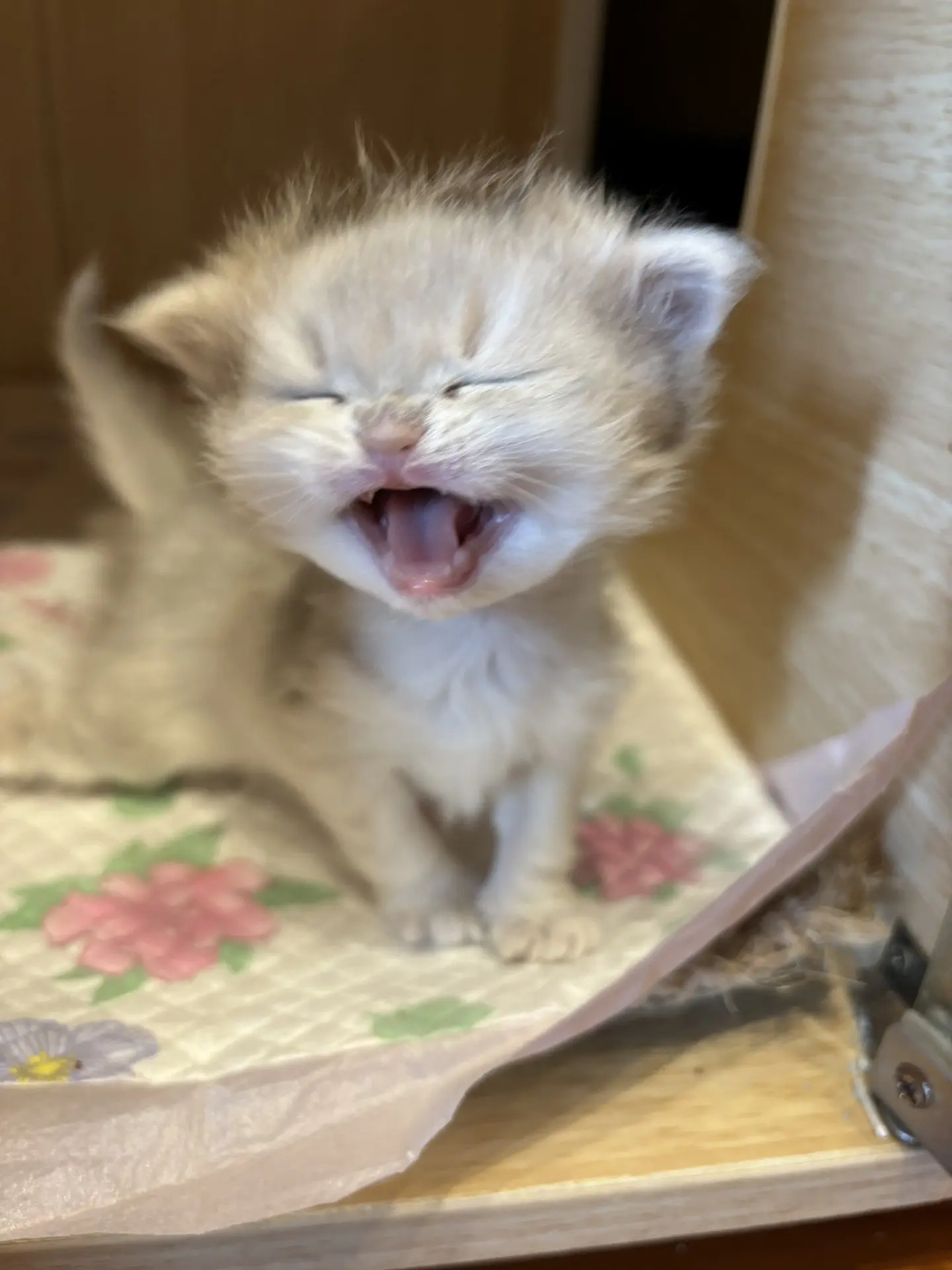 幼儿园小班的小朋友还不会下台阶急的哇哇叫