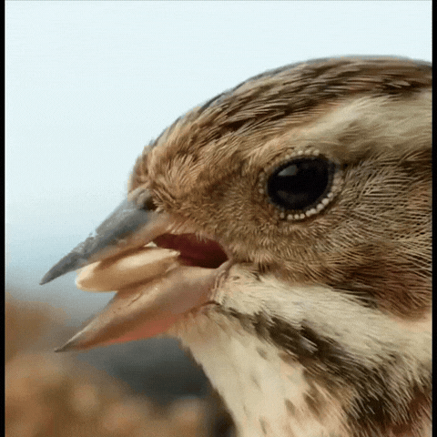 麻雀这小家伙，简直是鸟界“生存大师”！环境再变它都能活得风生水起，嗑稻谷跟玩似的