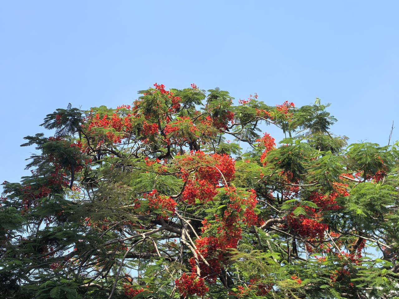 又是一年凤凰花开。。。
