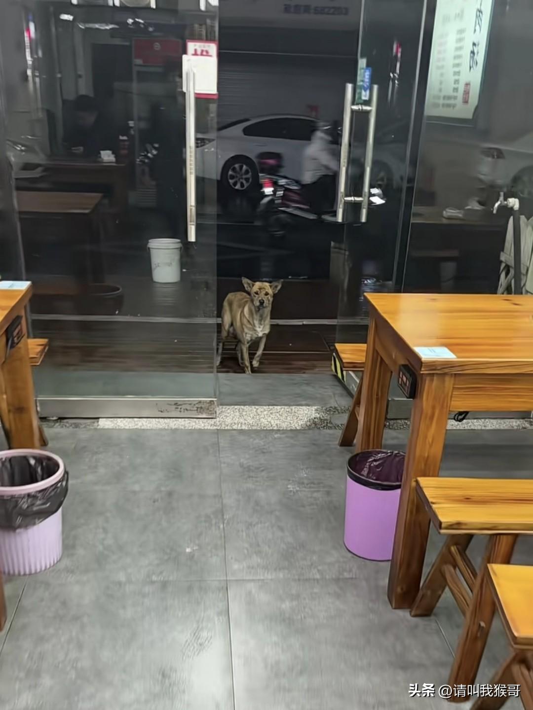 愿这个给流浪狗投喂的小店老板，好人一生平安