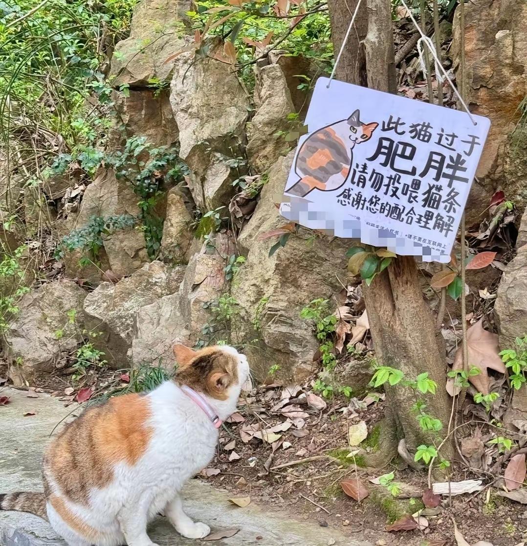 这是武汉大学网红三花猫，
猫不识字，但知道这里经常有人投喂东西吃。依旧每天守在此