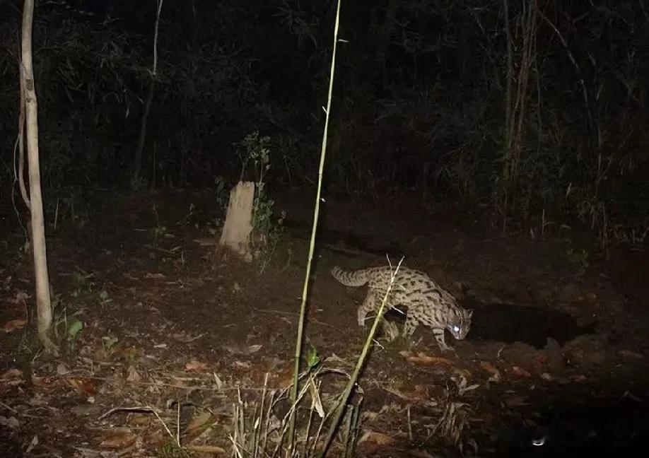 长沙郊区也出现了豹猫这种中型的野生猎食动物了吗？现在野生环境这么好了！我朋友前几