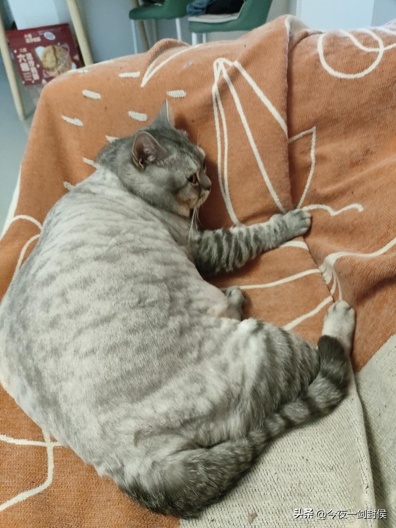 小公猫有些发情了，沙发上留着一股骚骚的味道。
没办法，我都没有女朋友，哪里有钱再