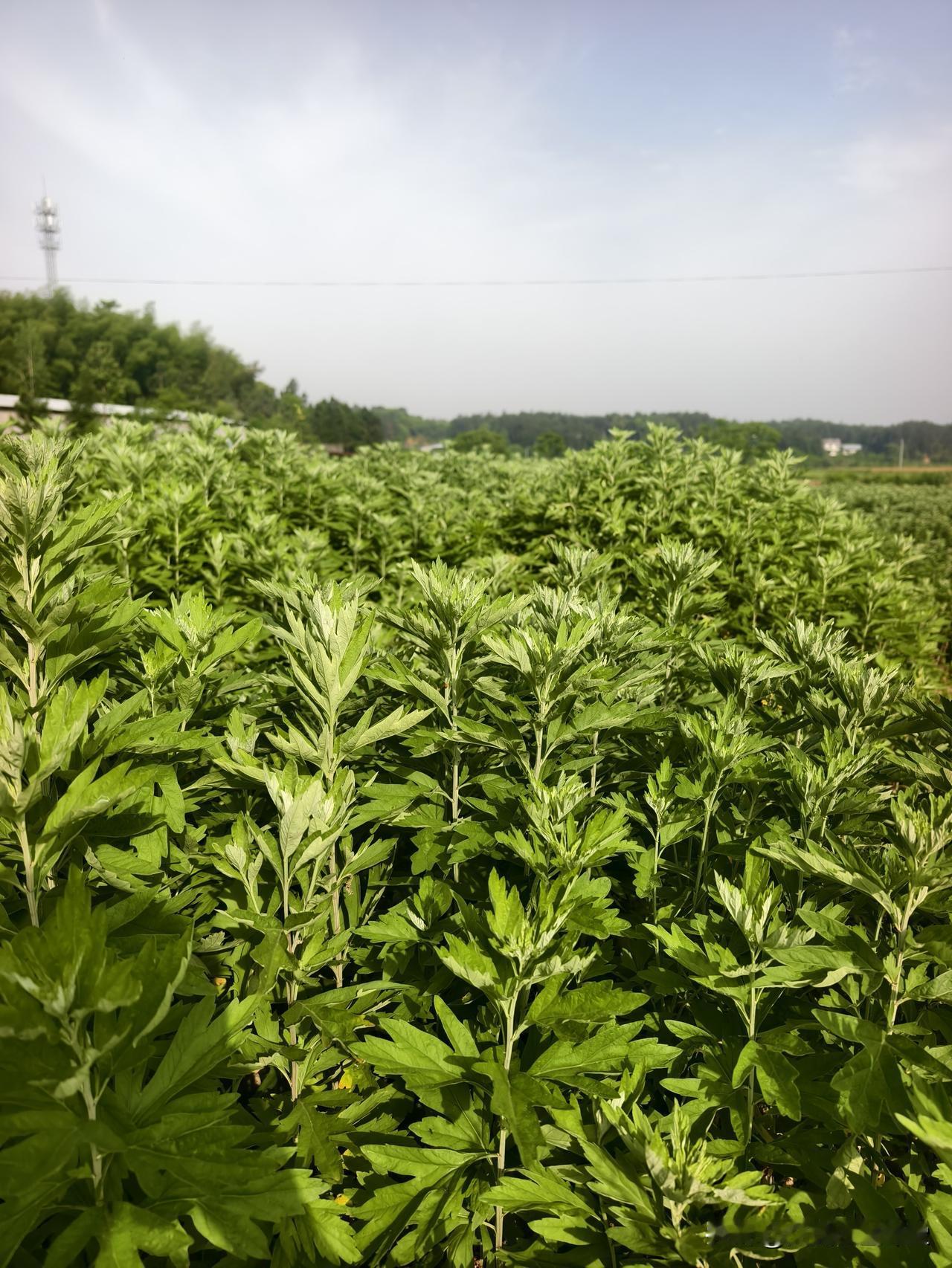 艾条厂家是规模化的大厂好，还是小作坊好？

有人说大厂比较好干净整洁，规模化形象
