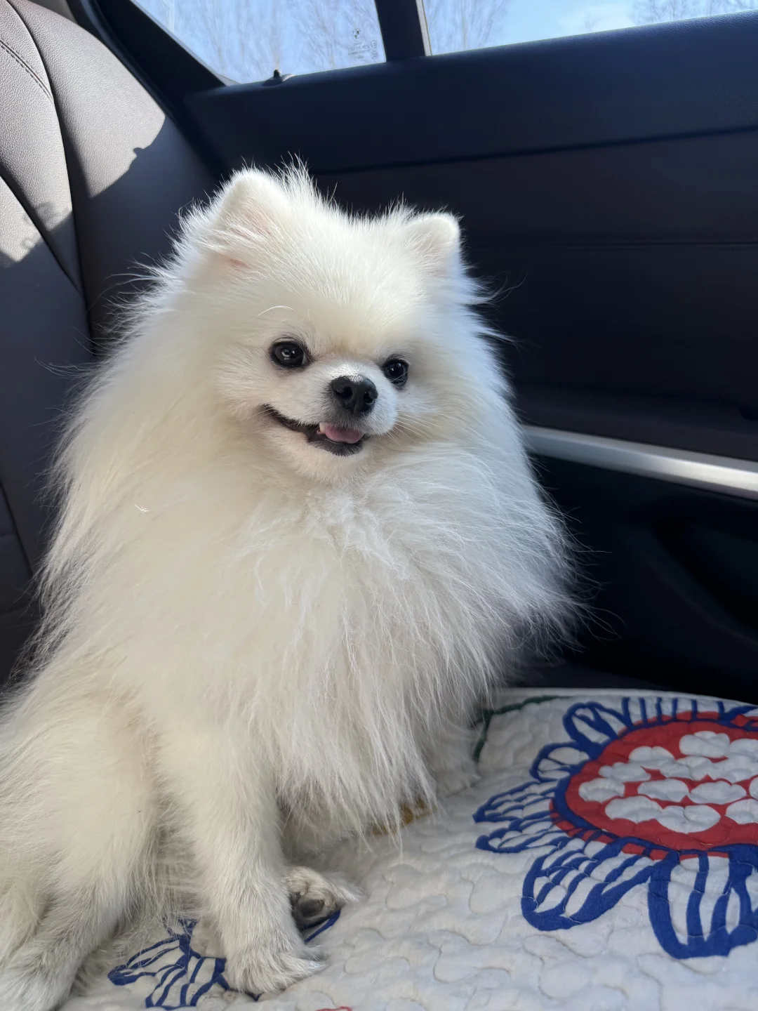 狗狗软便➡️成型我是怎么调理的（经验分享）