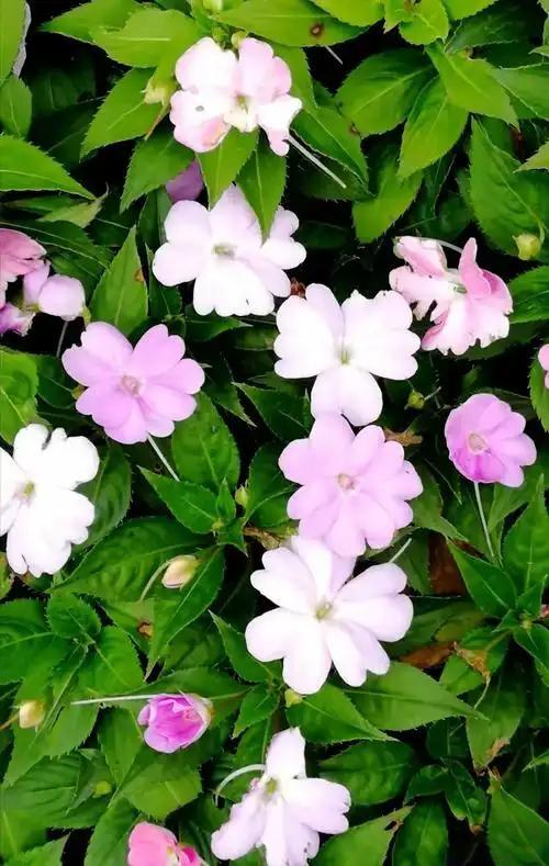 百花齐放，请赐下联