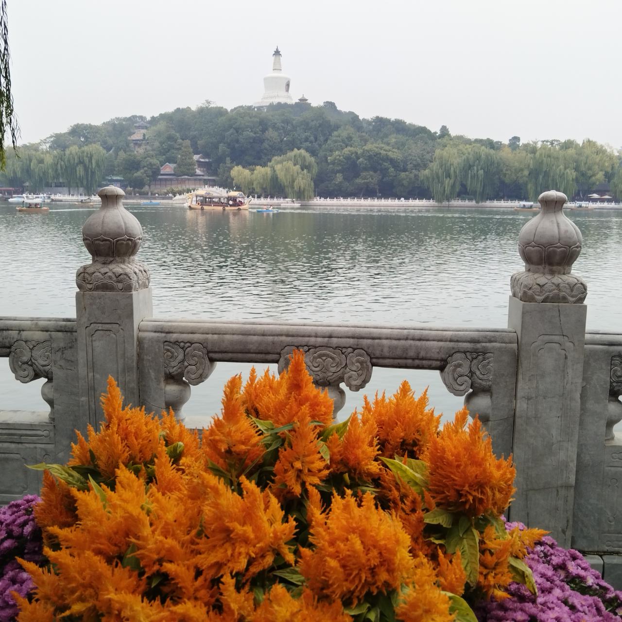 北海公园的菊花展很漂亮，大猫做得活灵活现，很有水准。可惜今天天不好，不然会更漂亮