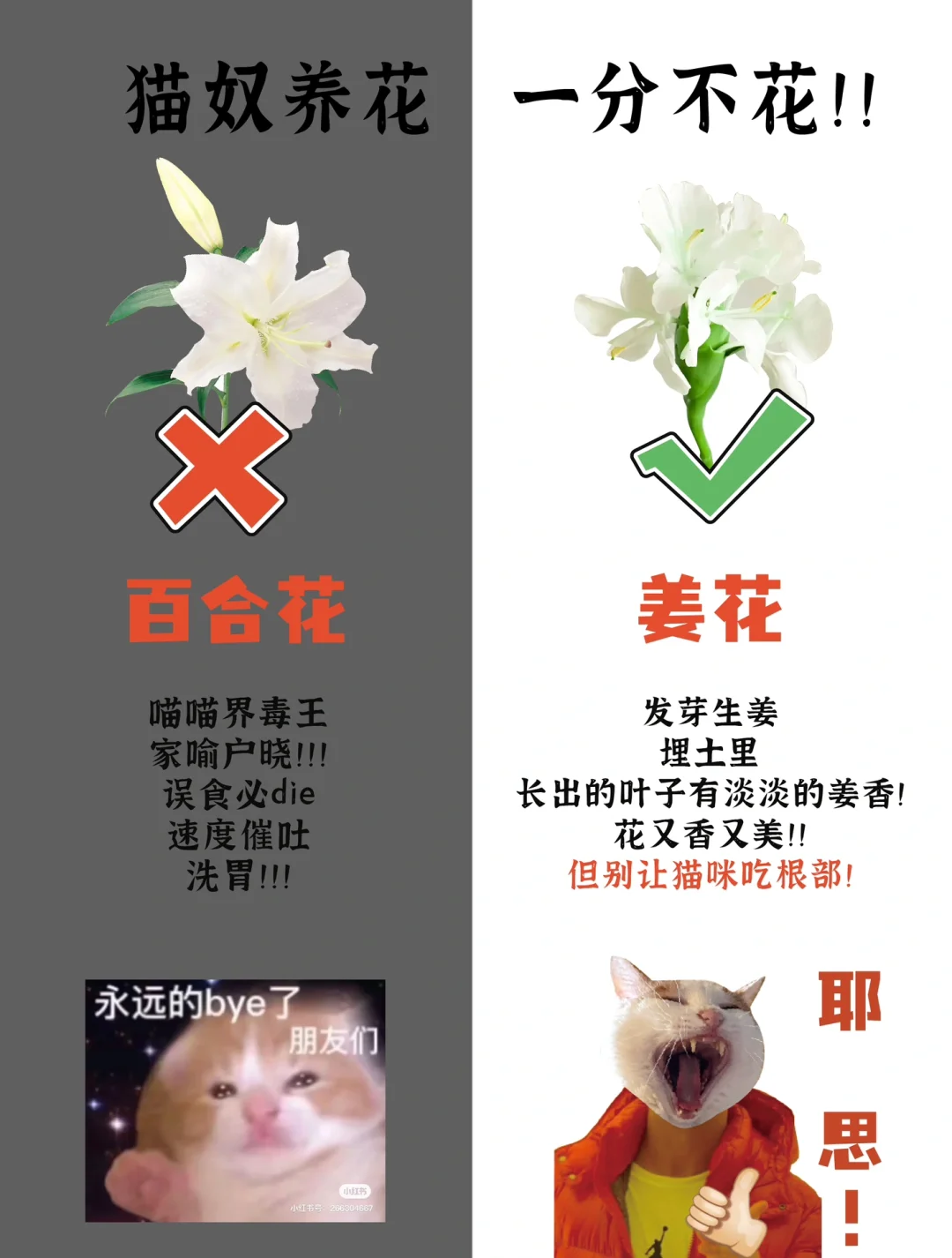 99%的铲屎官必备的零元购花花‼️省钱买罐罐