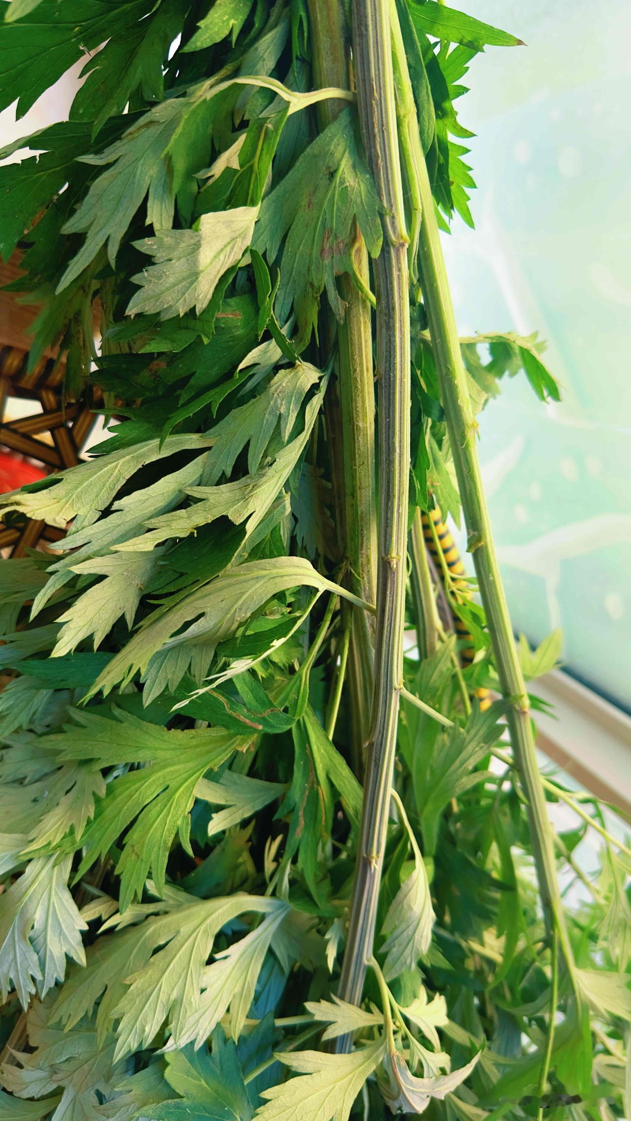 微头条文案

端午清晨的周至，乡间乡亲携带着晨露艾草涌入县城。街巷里粽子、油糕的