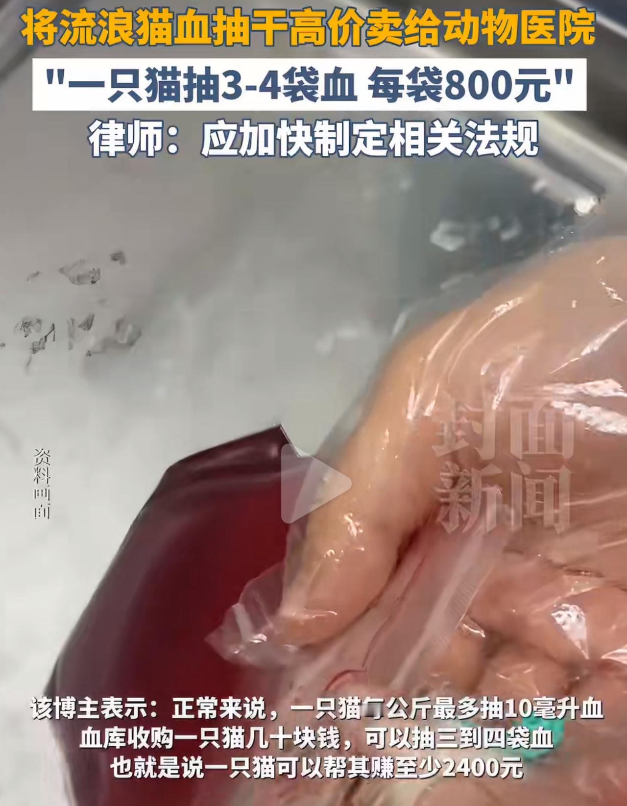 谁能想到啊，宠物医院里救急的“救命血”，背地里竟藏着这么龌龊的事儿？广州有个博主