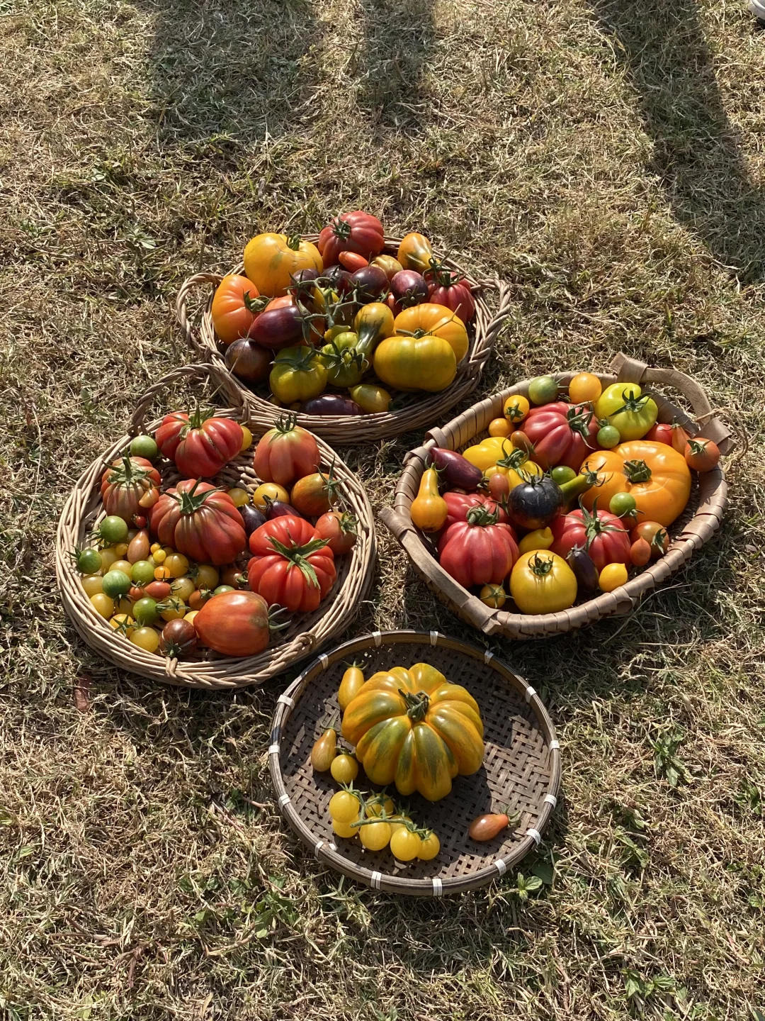 🍅是丰收的季节～