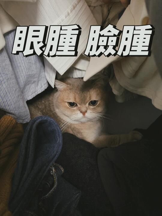 驚! 睡醒判若倆貓,差點報警