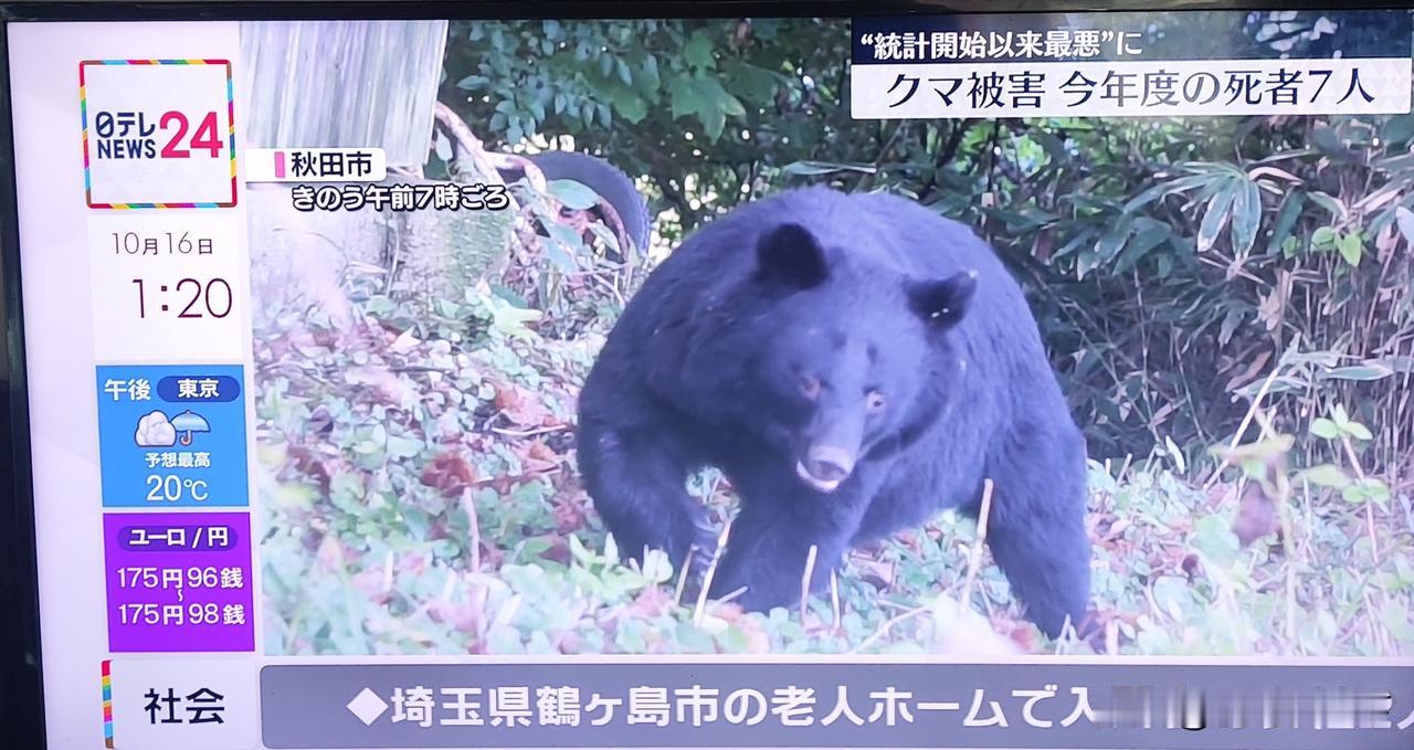 日本各地（九州岛除外）上演熊出没！

到目前为止，日本今年有7个人因熊袭击丧命，
