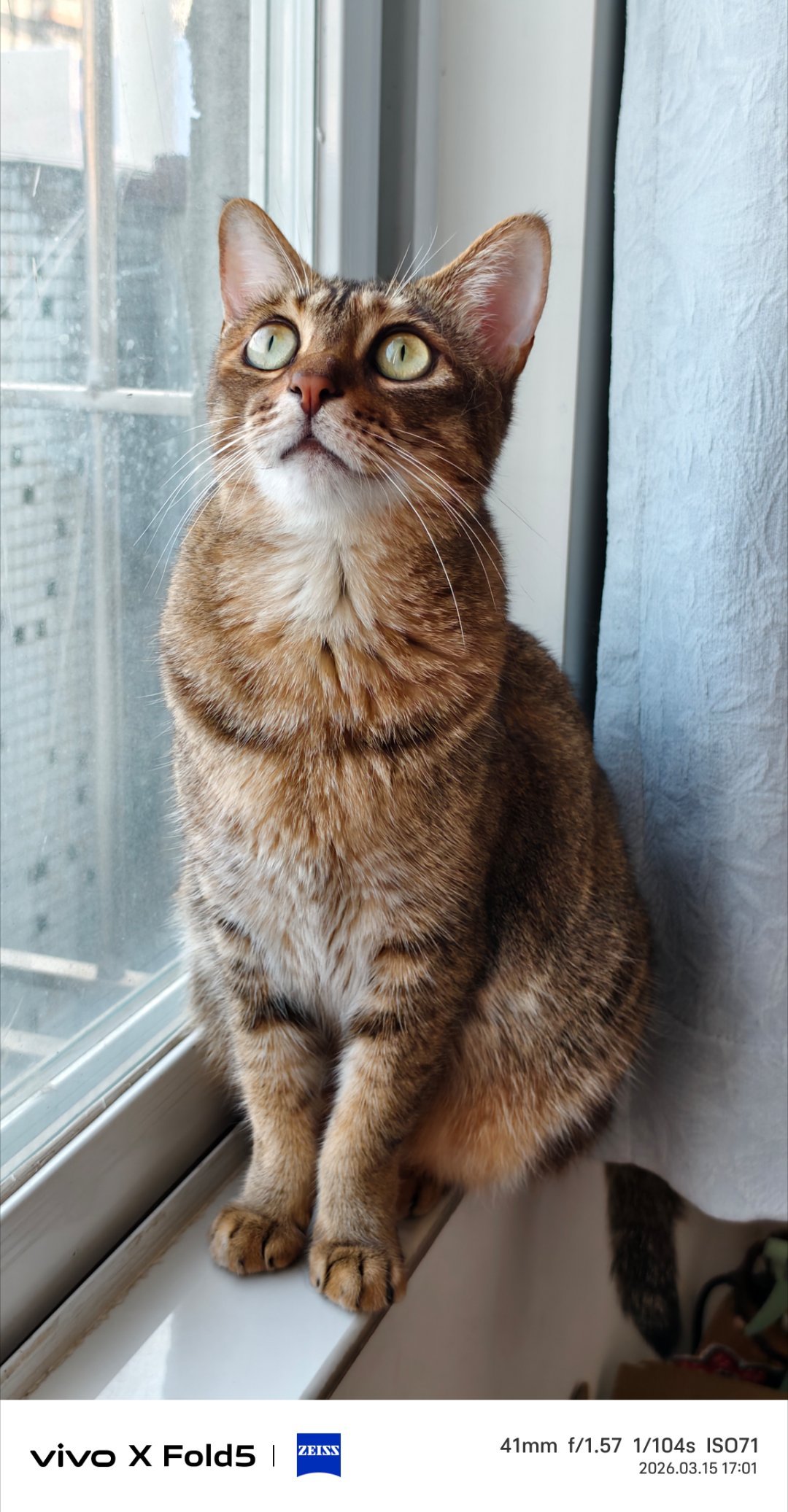 小猫不洗头为什么脑袋不臭 而且还有一股太阳晒过的味道，超级上头 