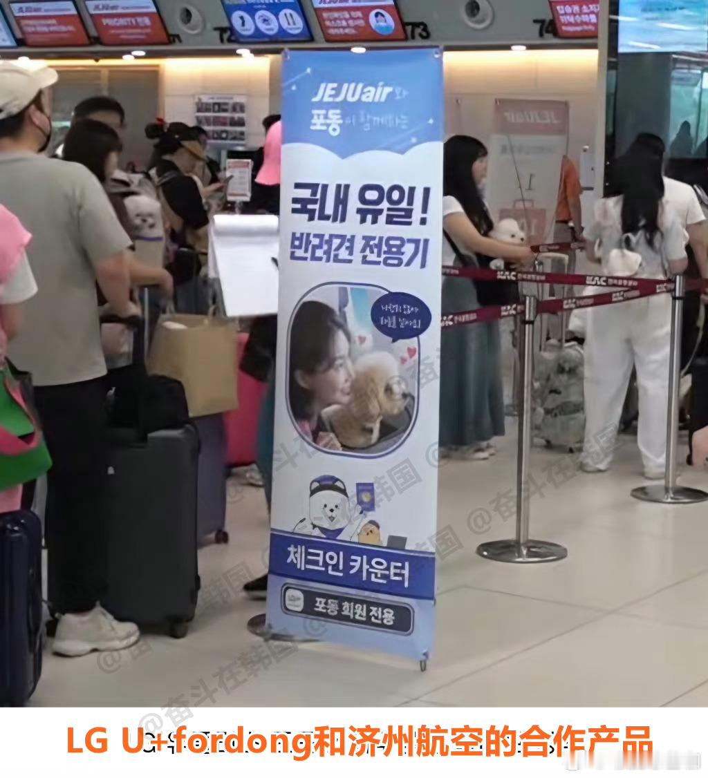 #韩国飞济州的小狗航班#试着想了一下一飞机的熊孩子……还是修狗狗吧[裂开]不敢想