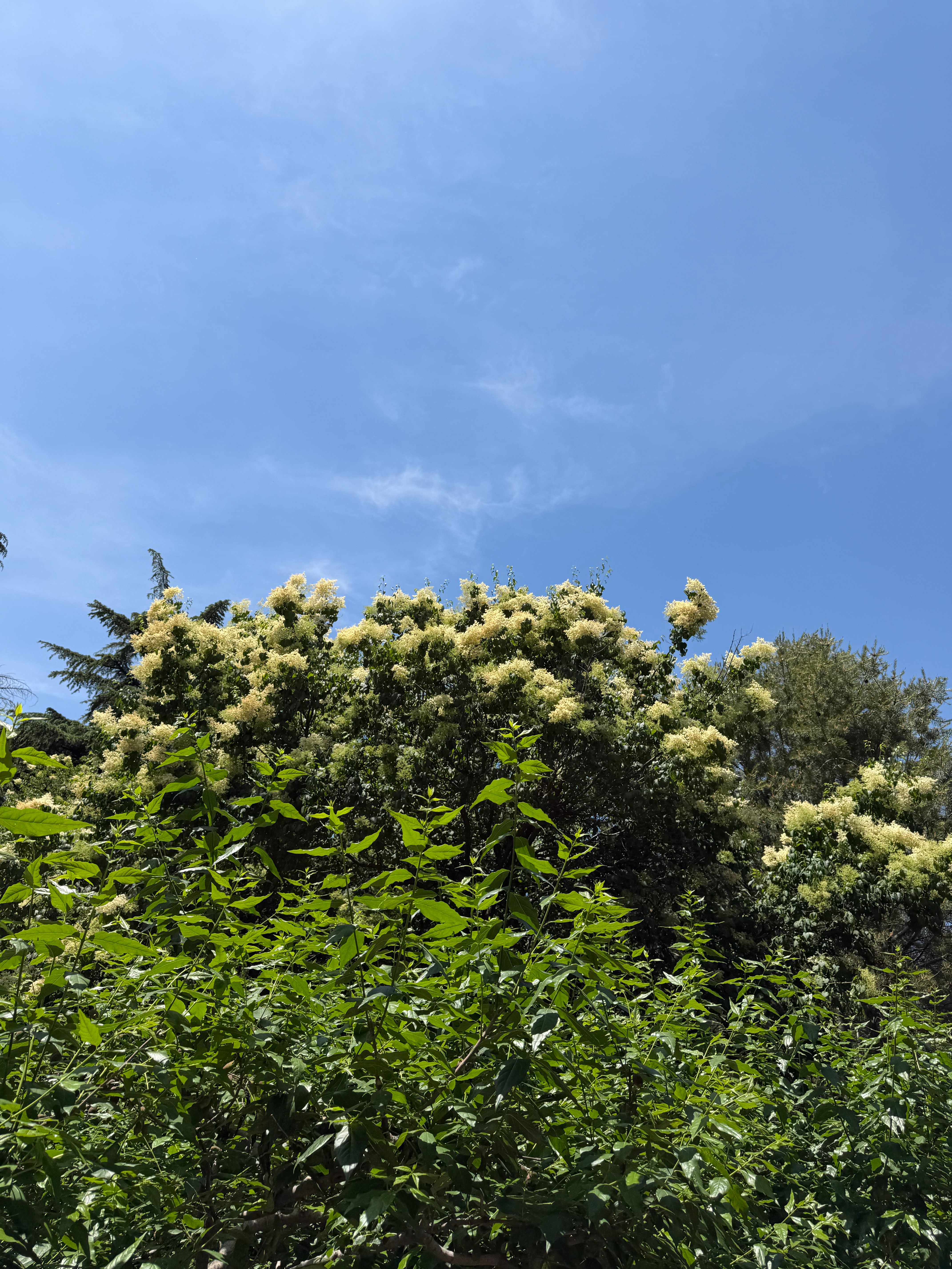 失眠，这是什么花 