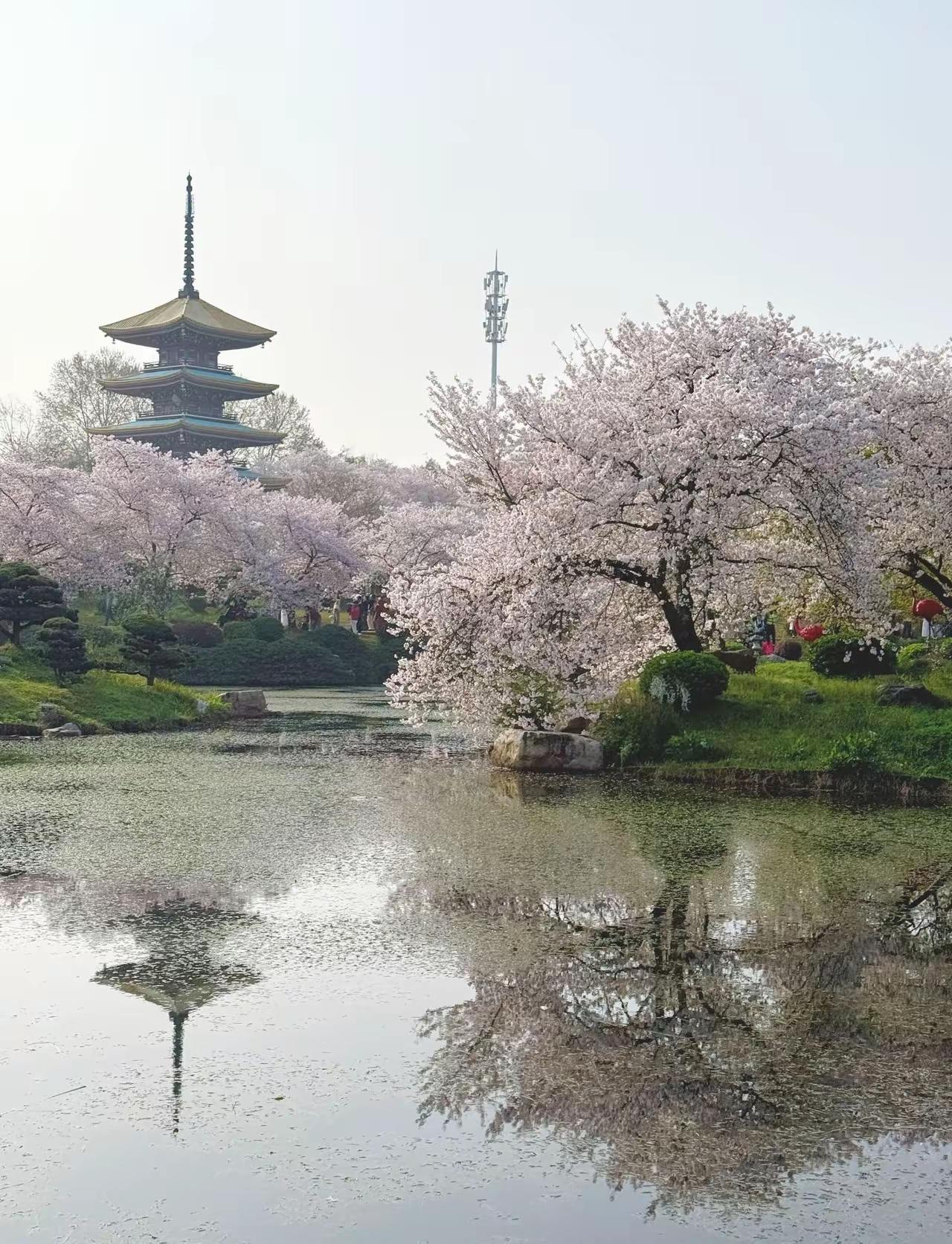 樱花盛开，古塔倒影，静谧的湖面，仿佛置身世外桃源。