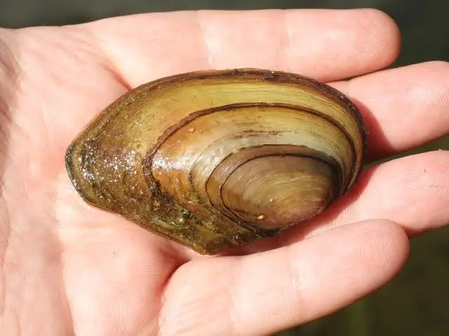 淡水蚌类是水生生物中最脆弱的类群之一。   以欧洲本土的鸭嘴无齿蚌（duck m