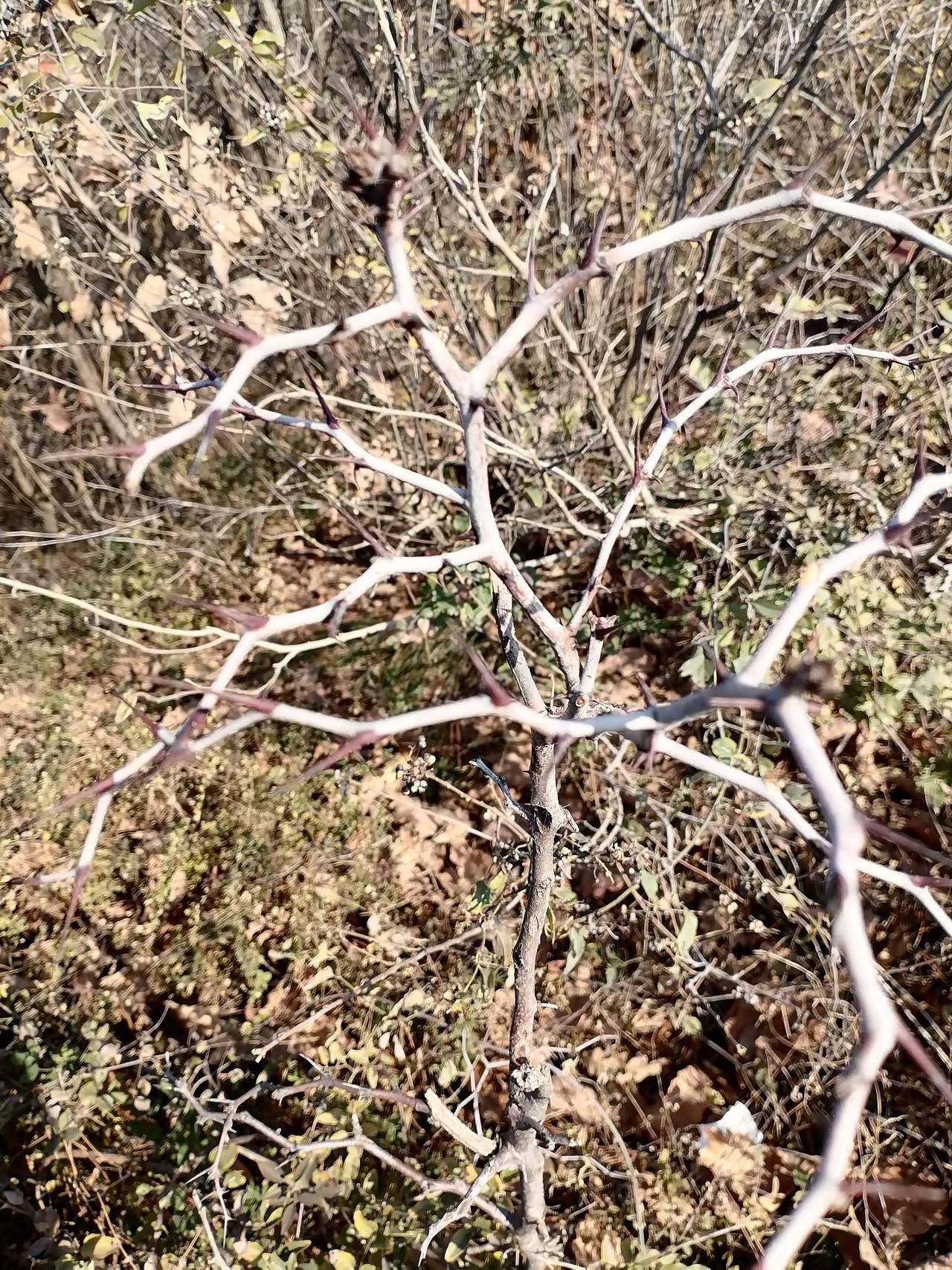 按照惯例，全国人大代表，政协委员资格该确定了。作为公民，反对：
1.子女定居外国