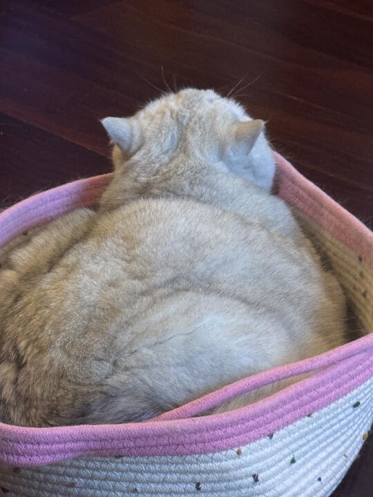 猫窝还是免费送的香🏠