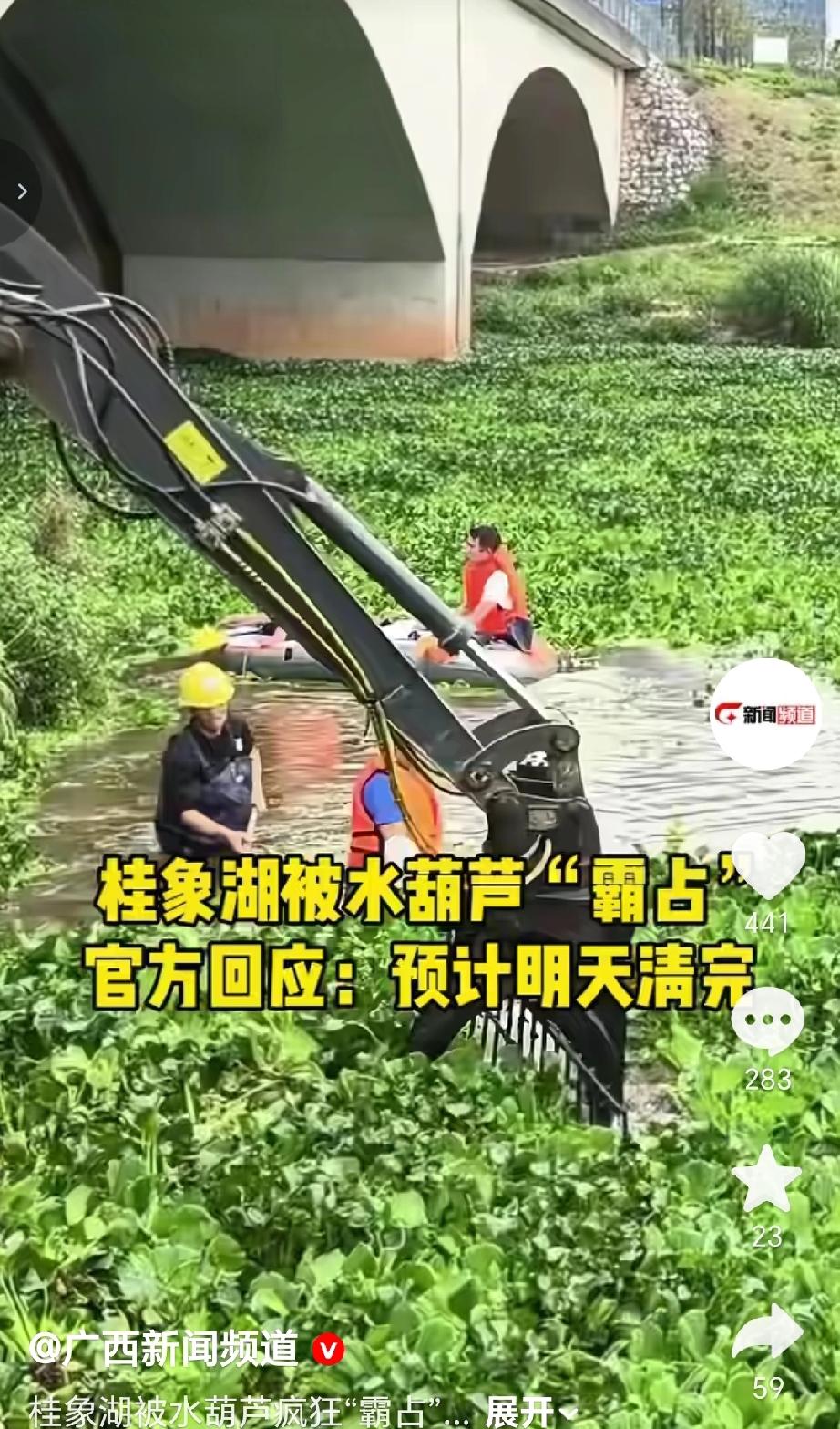 3月下旬气温回升，桂象湖过半湖面被水葫芦覆盖，像“绿色草坪”，影响景观与生态。桂