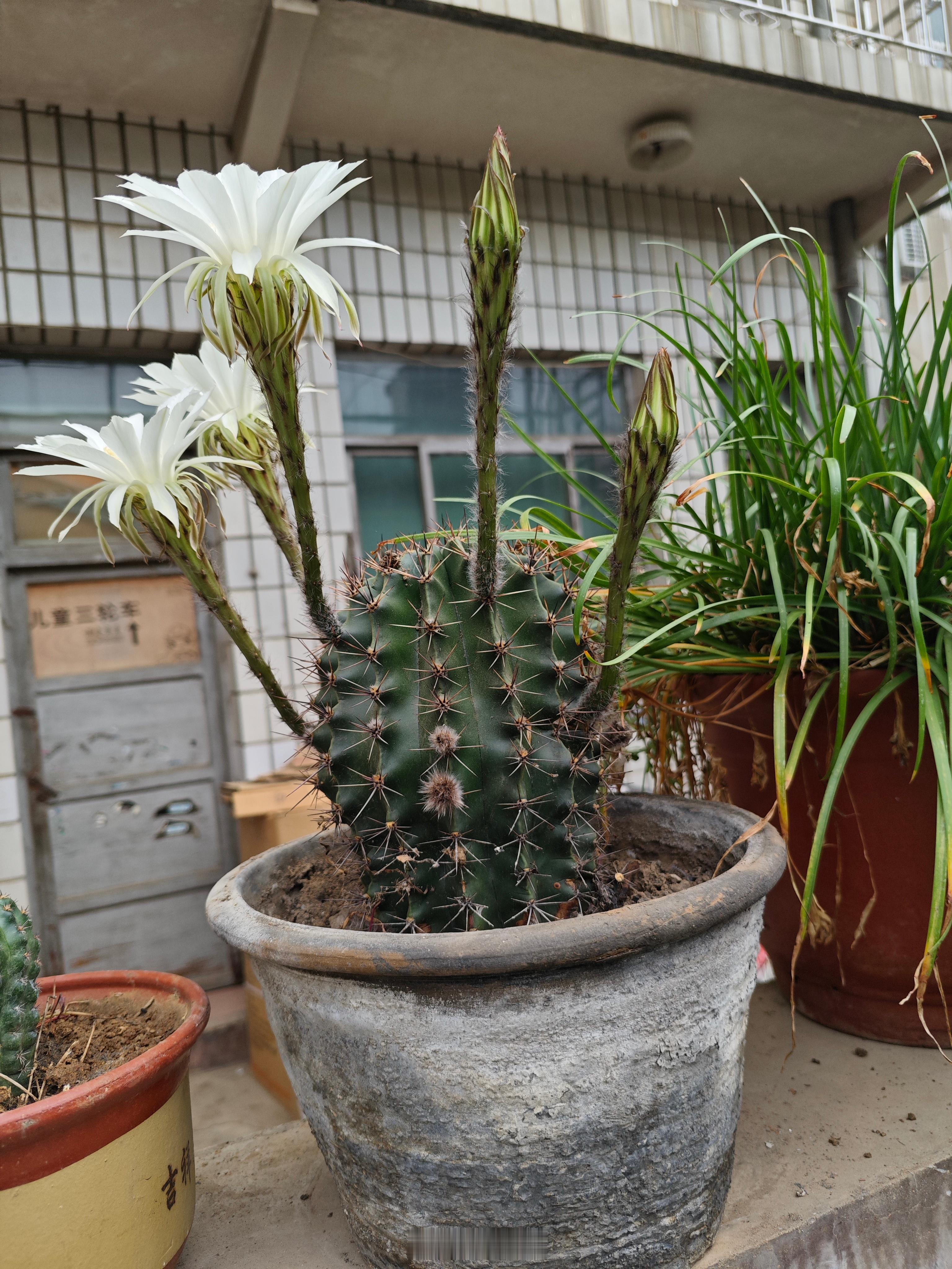 如果没记错的话，这盆仙人球今年已开过三次花了。第一次开7朵，第二次开11朵，这第