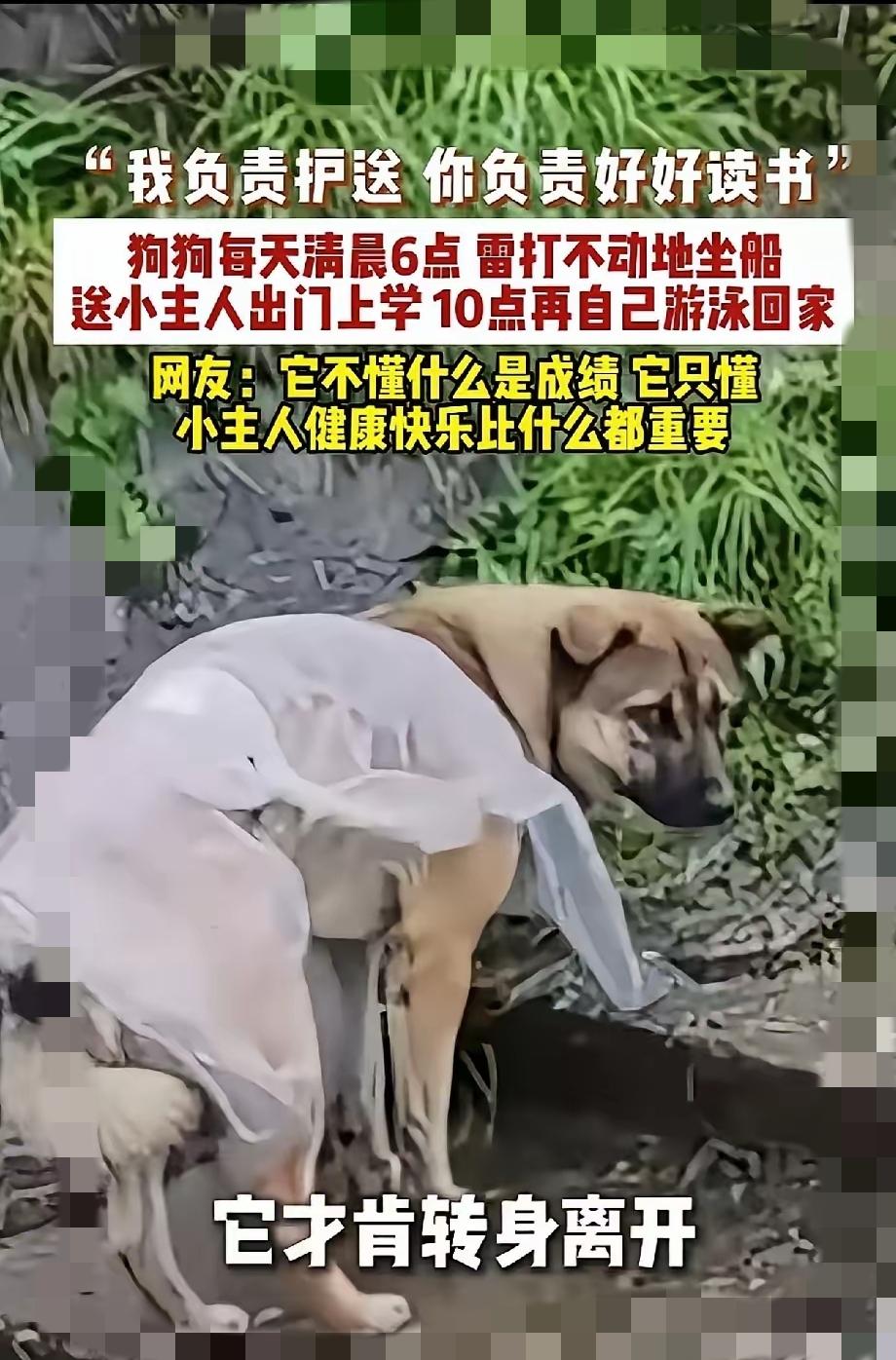 谁懂啊，真正的偏爱从来都无关成绩，只关乎平安。
        有一只小狗，早早