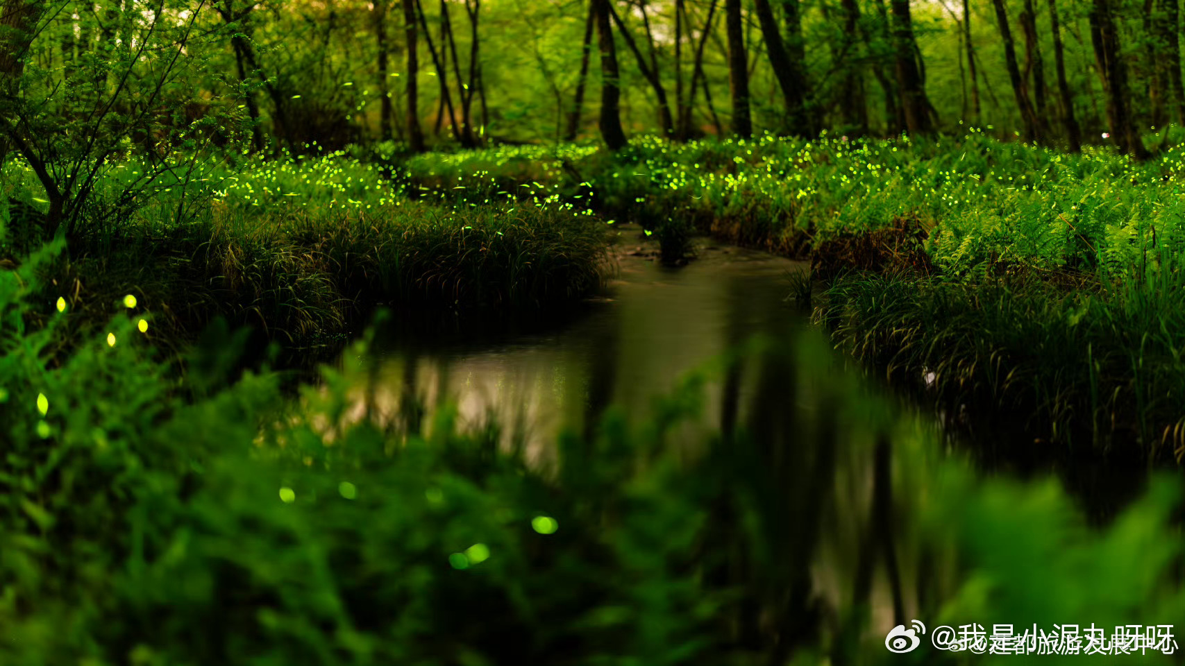 丽水莲都一座会发光的城市全世界都在开花，只有莲都，亮起漫天萤火。这是一座温暖治愈