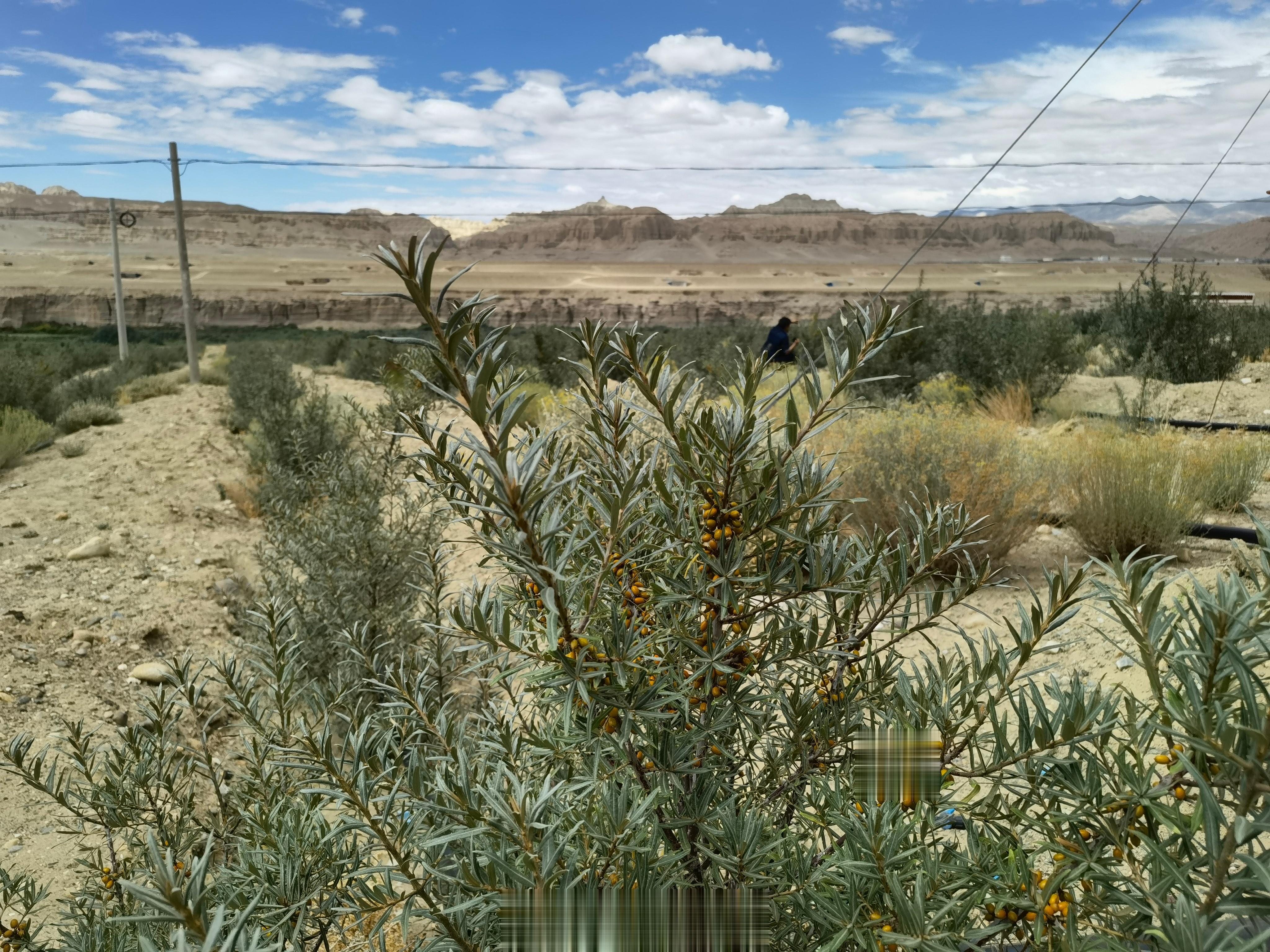 #红色热土高海拔之恋#在我国，沙棘是防沙治沙、水土保持的先锋树种，具有耐干旱、抗