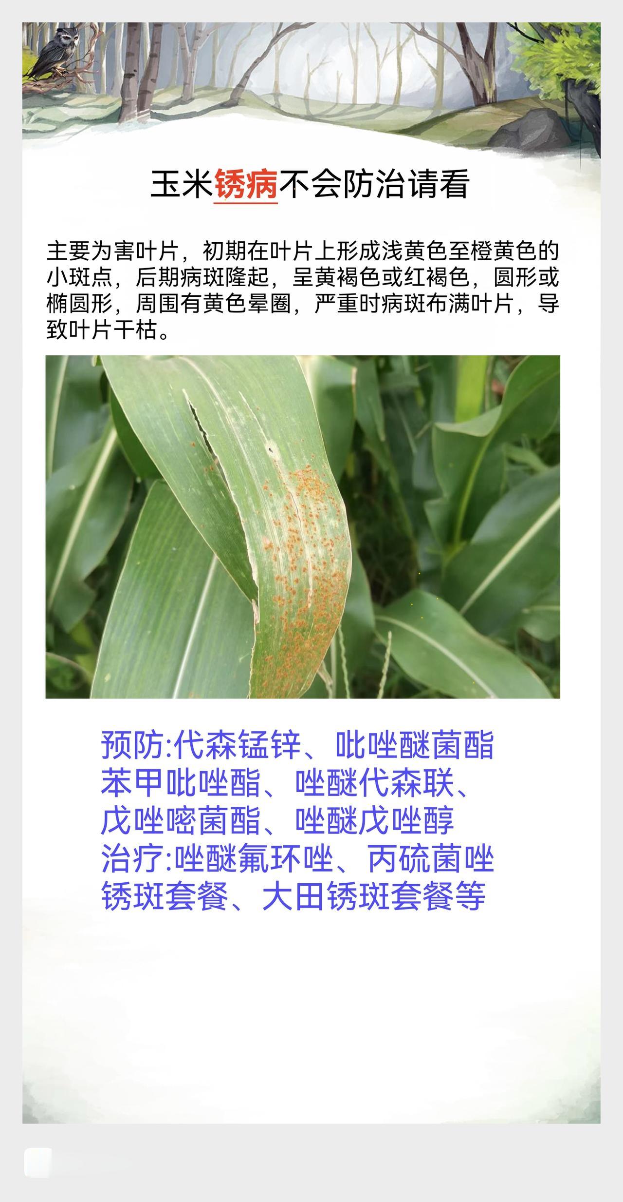 农业种植 玉米病虫害防治 农资经销 锈病