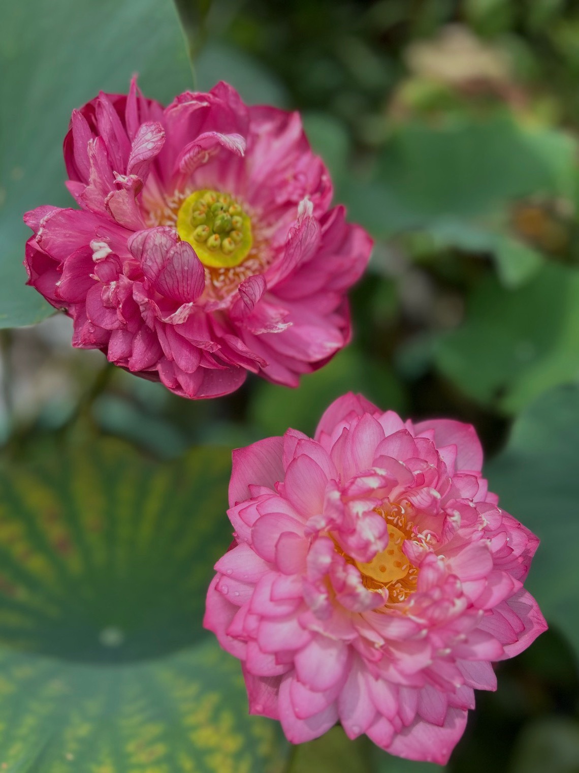 祝大家：好运“莲莲”，好事成双； 