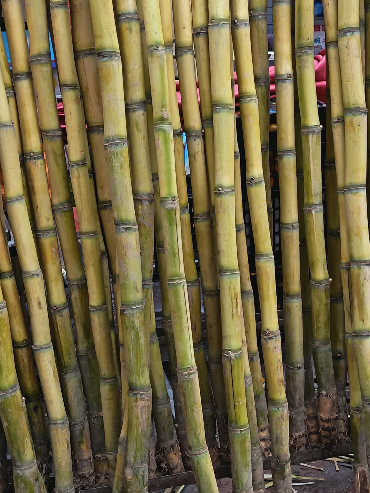 老板拍着一根粗的：“保甜！今早刚从地里拉来的，你看这皮黄中带绿，水分足着呢！”