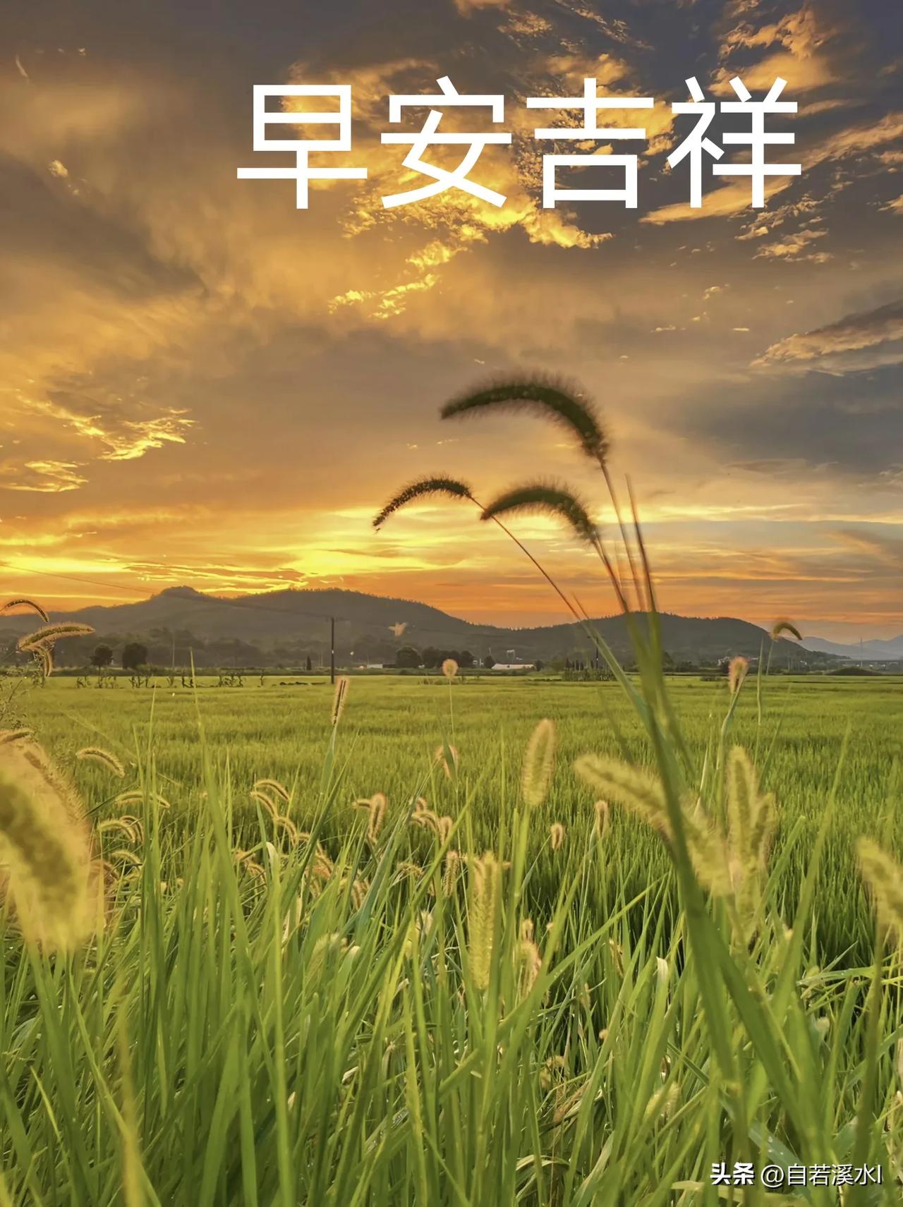  朝霞铺旷野，禾苗沐晨光，愿岁月安然，早安吉祥。