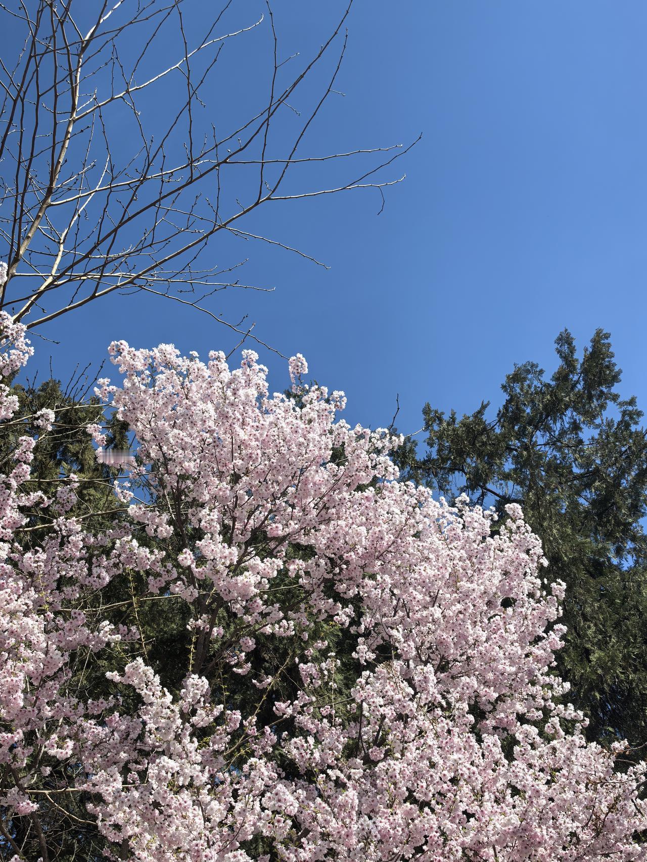 80岁的老大姐，来电话说清明节来祭祖时，顺便给我带来老大姐亲自用大铁锅贴的玉米面