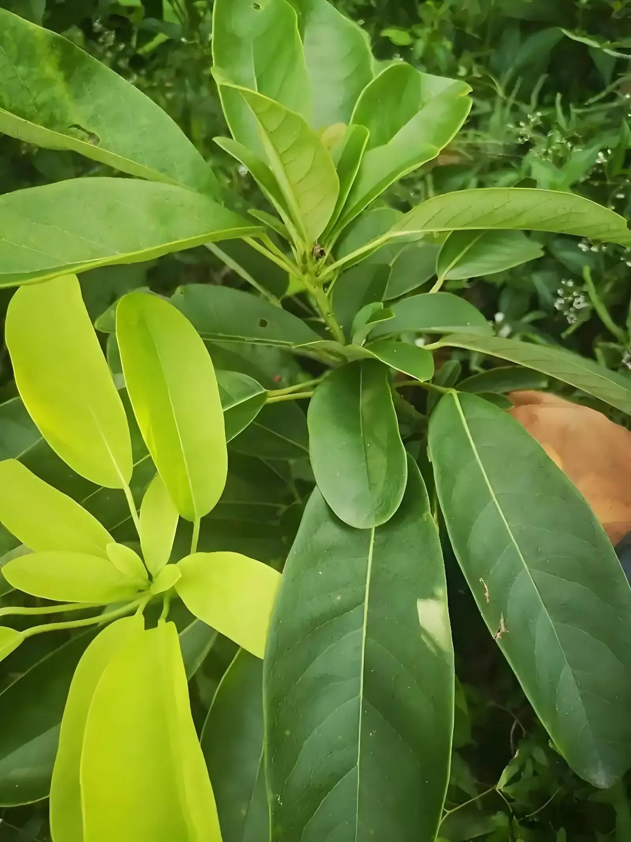 每天认识一种植物82:牛耳枫
交娘木科交娘木属植物
别名:
南岭虎楠《广州植物志