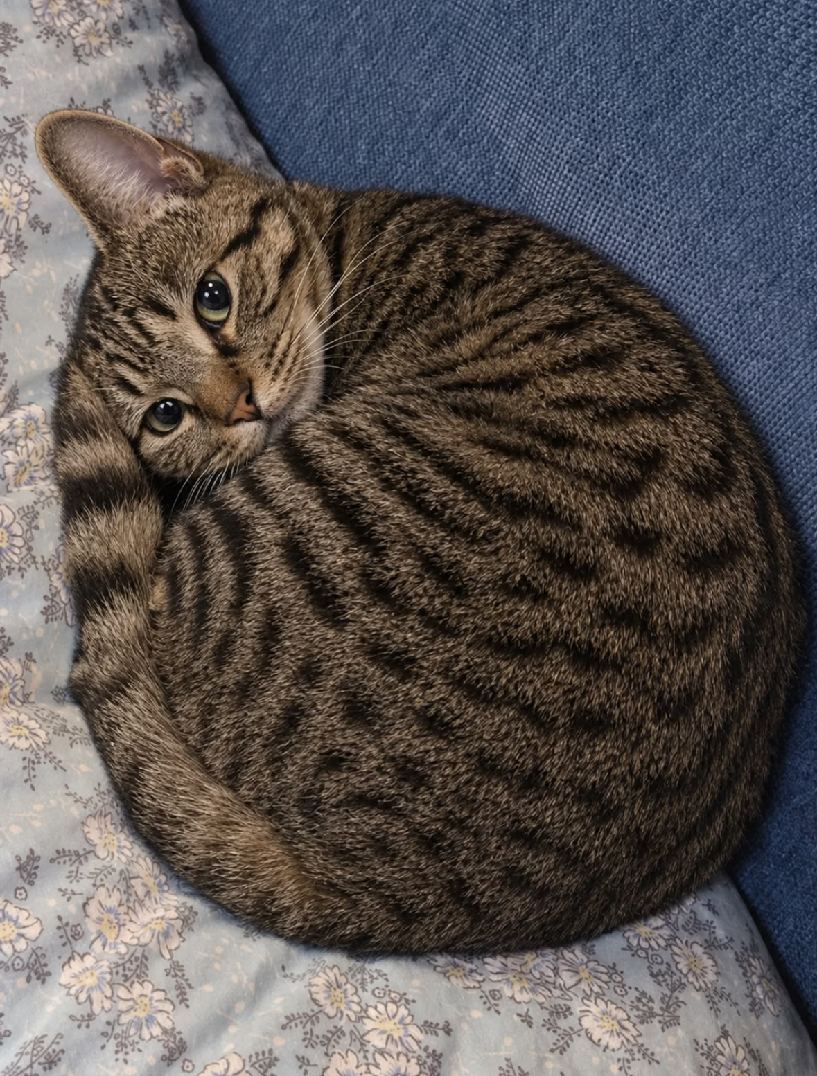 猫咪：妈妈，你又要出门打猎了吗🥹 