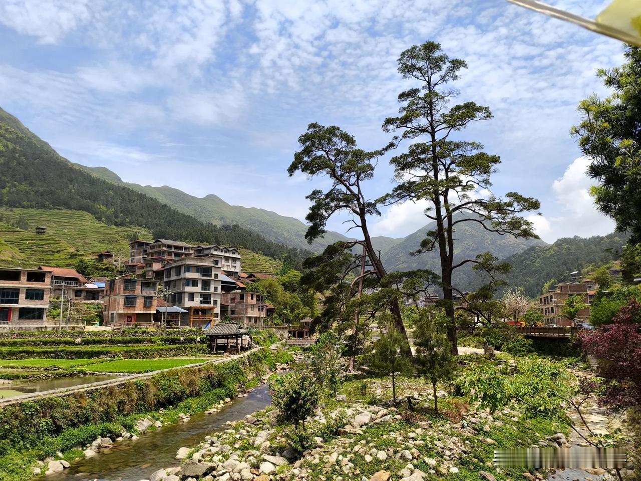 这是元宝山下的两棵珍贵的杉树。
10年前我带孩子来过这里，那时这两棵沙树也有一点