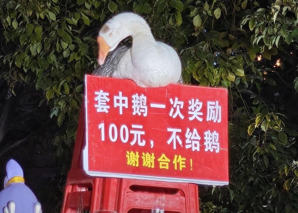 全网疯传的“机械鹅”，真身竟是安徽套圈摊“打工仔”[捂脸]
春节假期安徽一套圈摊