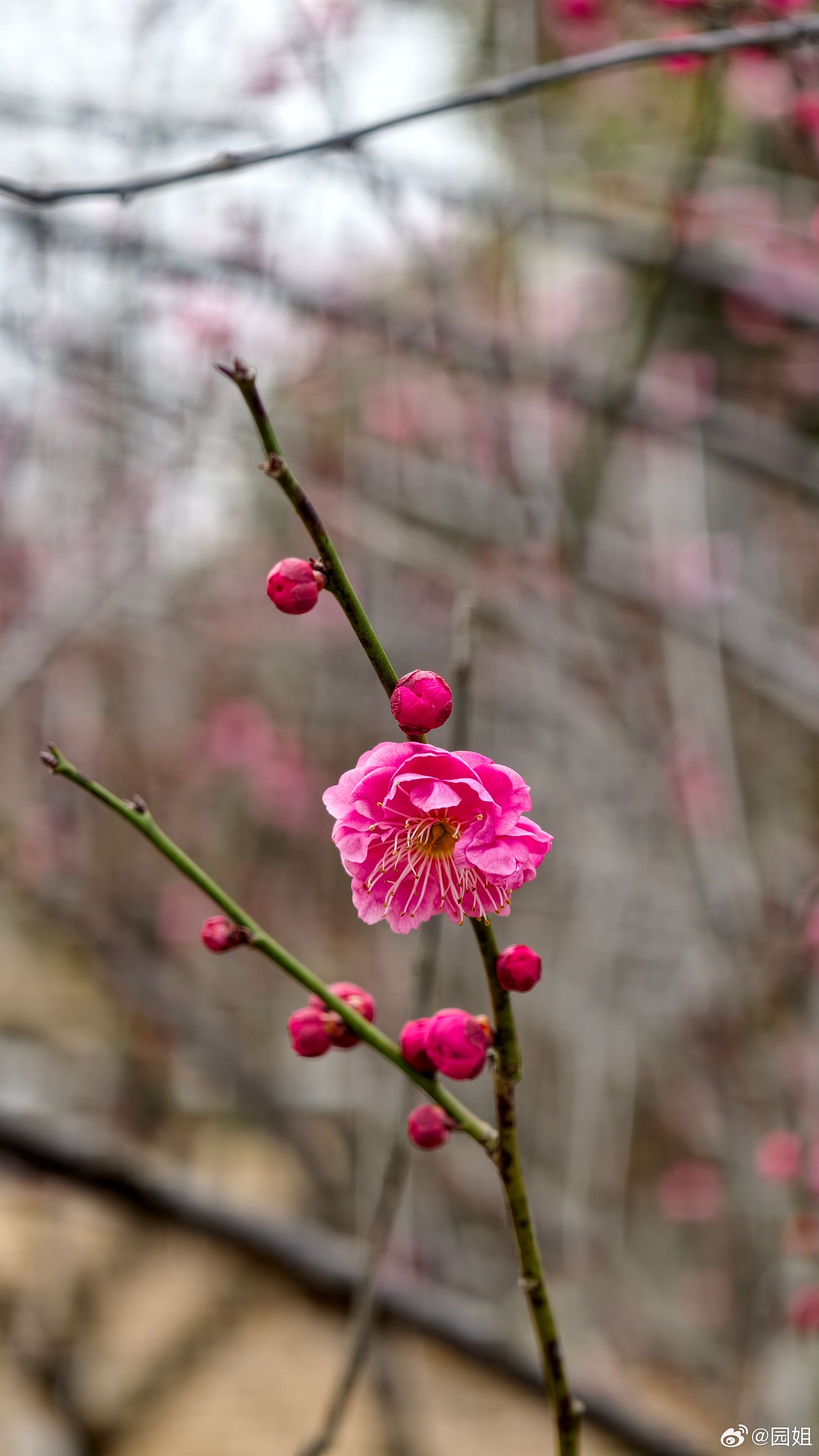 第一次看见梅花万还说是樱花