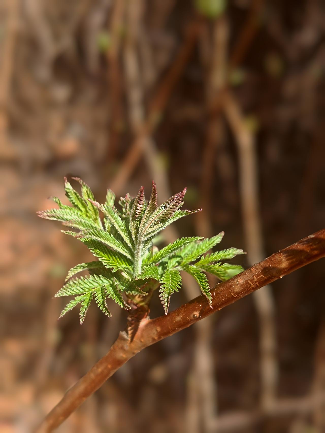 随手拍张照哈尔滨的春总是姗姗来迟，却也藏着最动人的惊喜。公园里，枯枝上的嫩芽悄然