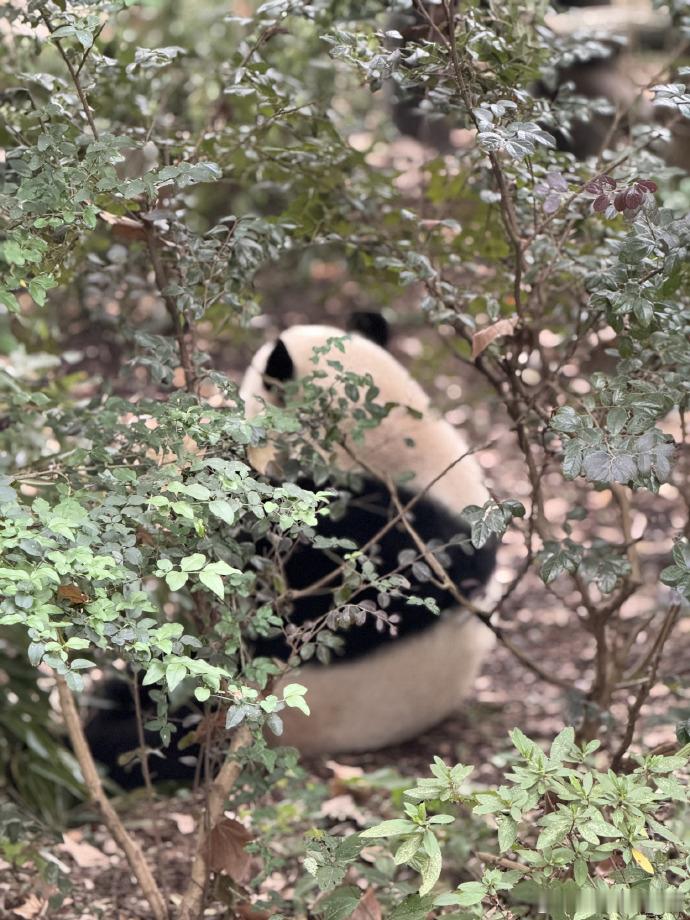 李耕耘晒熊猫九宫格  李耕耘分享大熊猫 李耕耘的熊猫九宫格是他对熊猫热爱的结晶，